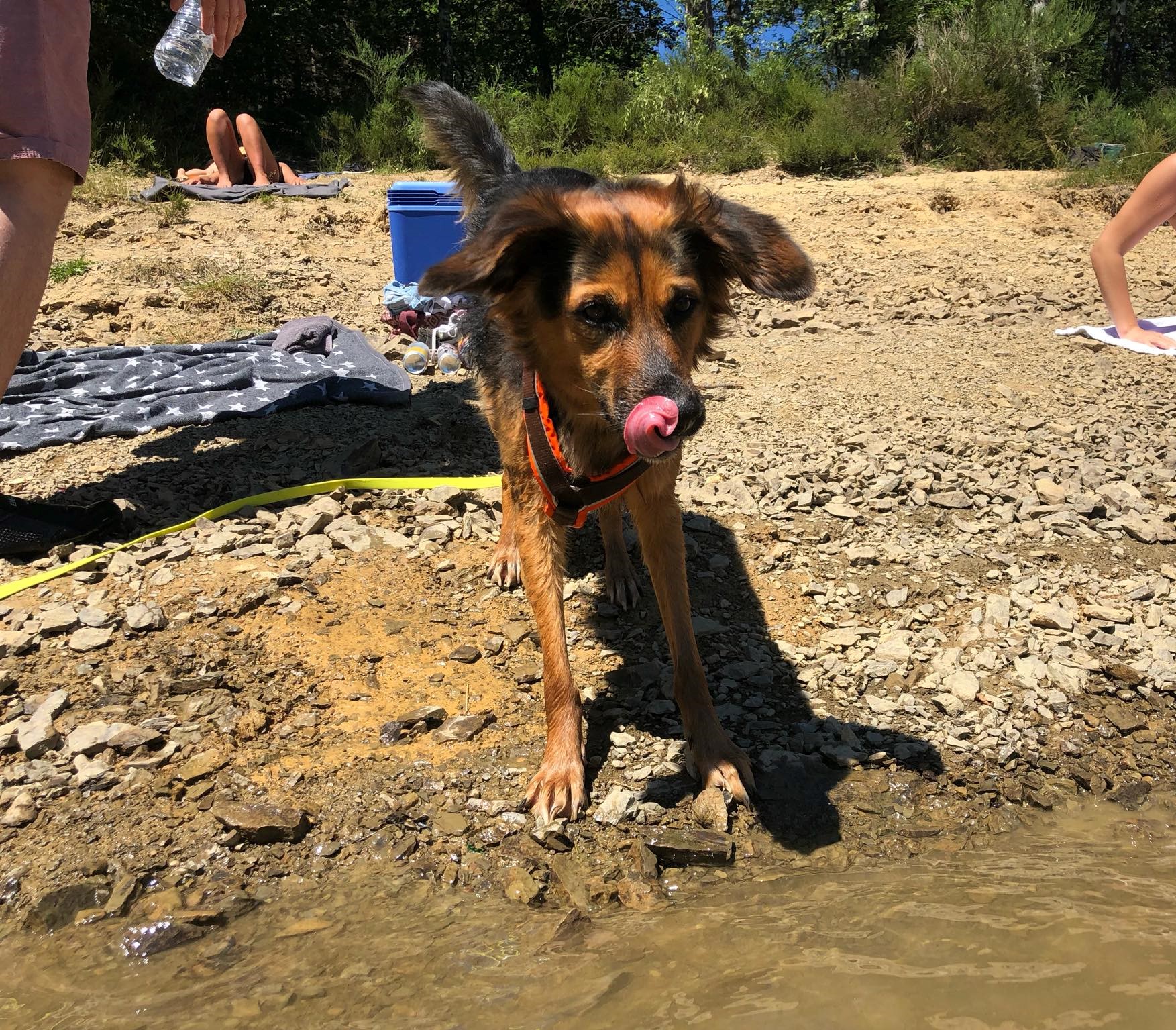 Schwimmen mit Hunden im Sommer AlmaTherapie auf 4 Pfoten